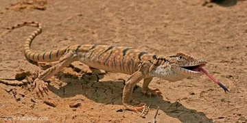 Çöl Varanı Türleri ve Özellikleri Çöl Varanı Türleri ve Özellikleri